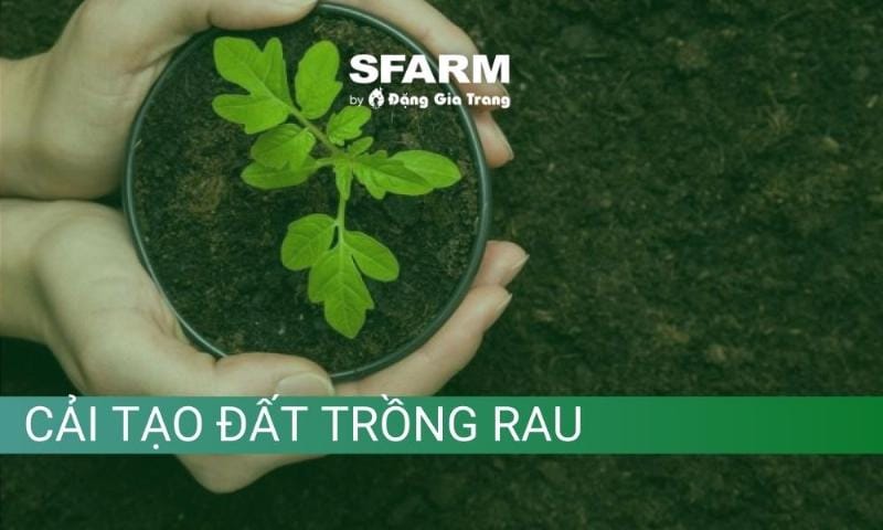 Kỹ thuật cải tạo đất trồng rau hiệu quả cho vườn nhà bạn